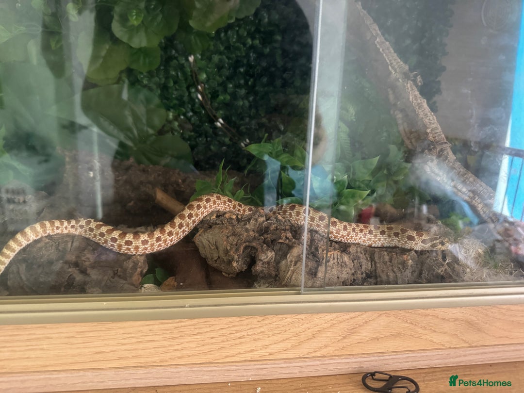 Snake reptiles for sale: Hognose snake and set up  - Image 7