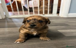 Jackapoo dogs for sale: Adorable Jackapoo puppies for sale !!!! - Image 29