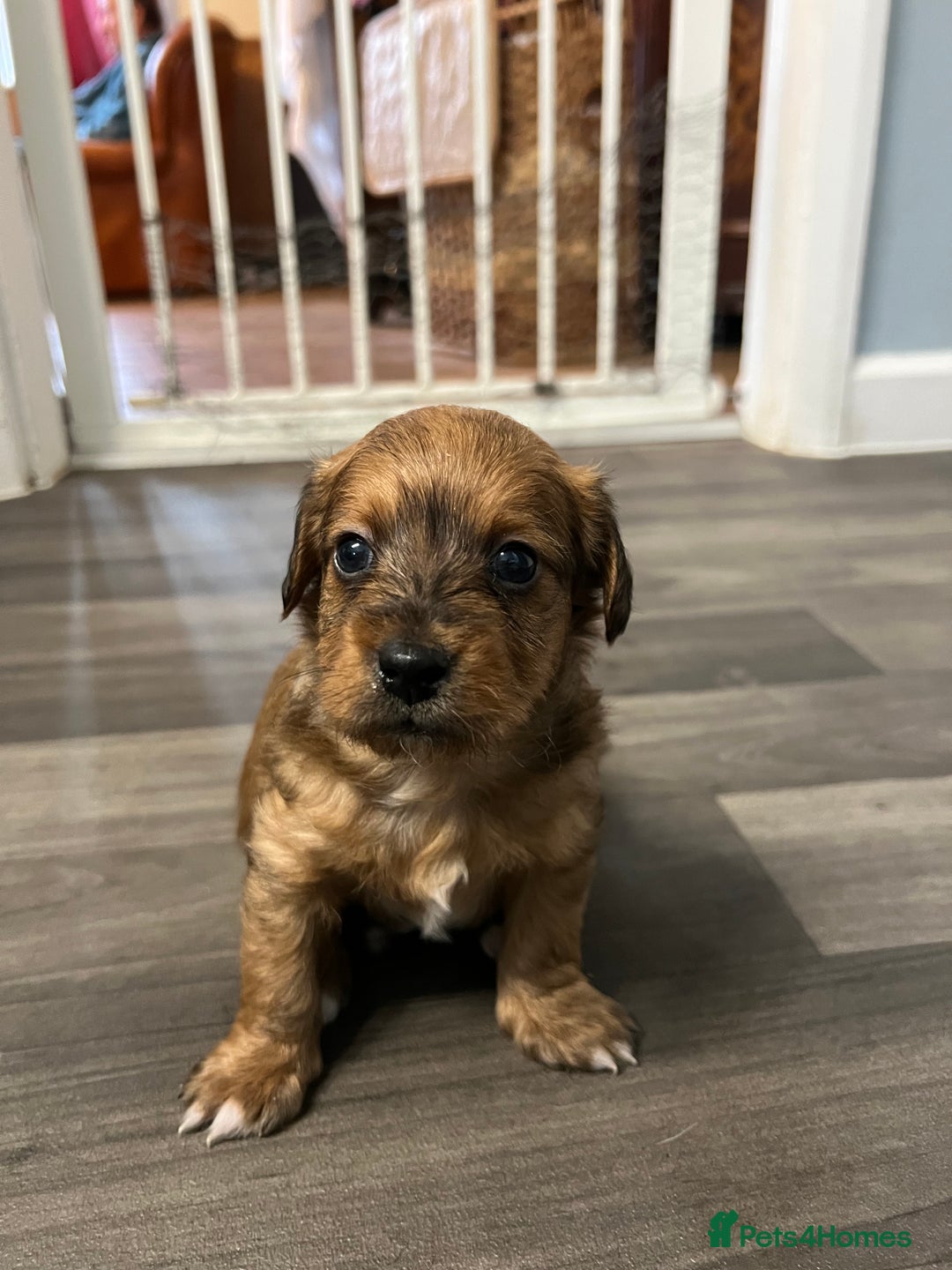 Jackapoo dogs for sale: Adorable Jackapoo puppies for sale !!!! - Image 29