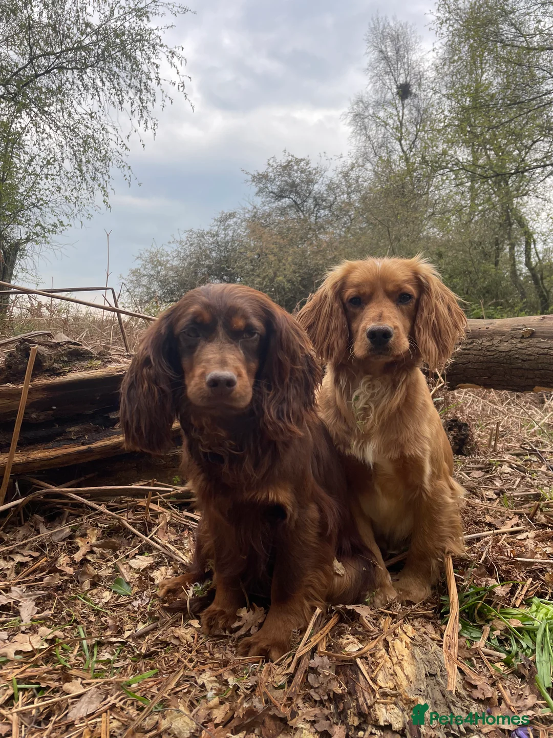 Cocker Spaniel dogs for stud: Small, Compact Health Tested Working Cocker at Stu in Harrogate - Advert 12