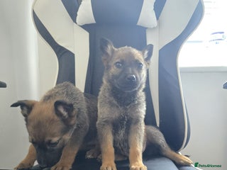 German Shepherd dogs - Advert 1