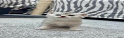 British Shorthair cats for sale: White British Shorthair Kittens – Rare Red Eyes - Advert 6