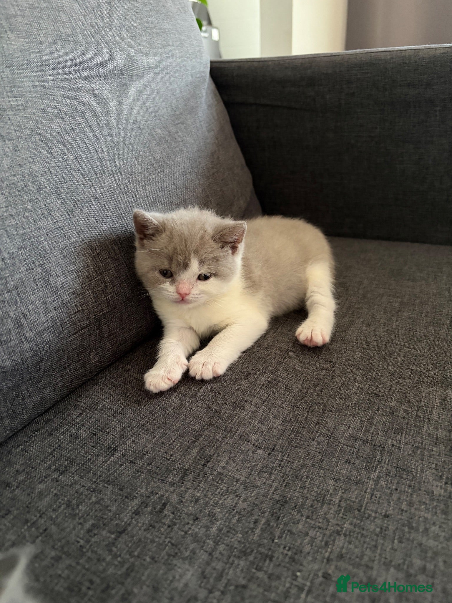 British Shorthair cats British shorthair cross (Scottish fold)  - Advert 4