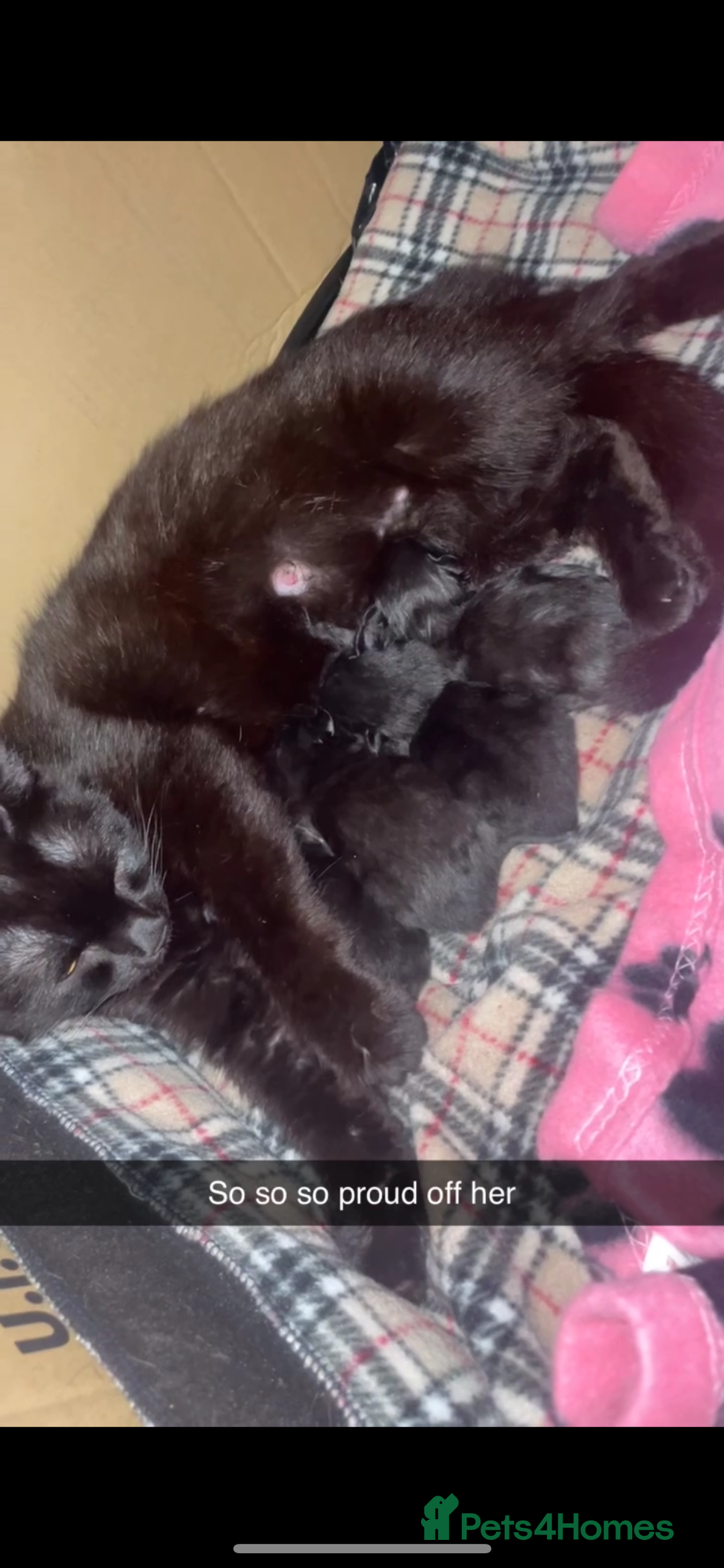 Mixed Breed cats for sale: Kittens  - Advert 4