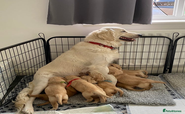 Golden Retriever dogs - Advert 1