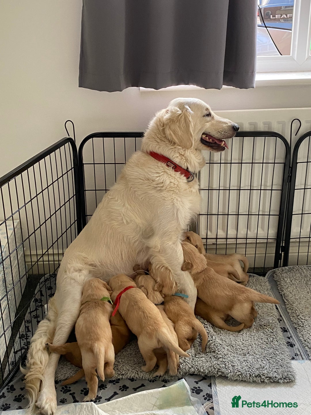 Golden Retriever dogs for sale: Golden retriever pups looking for forever homes  - Image 1