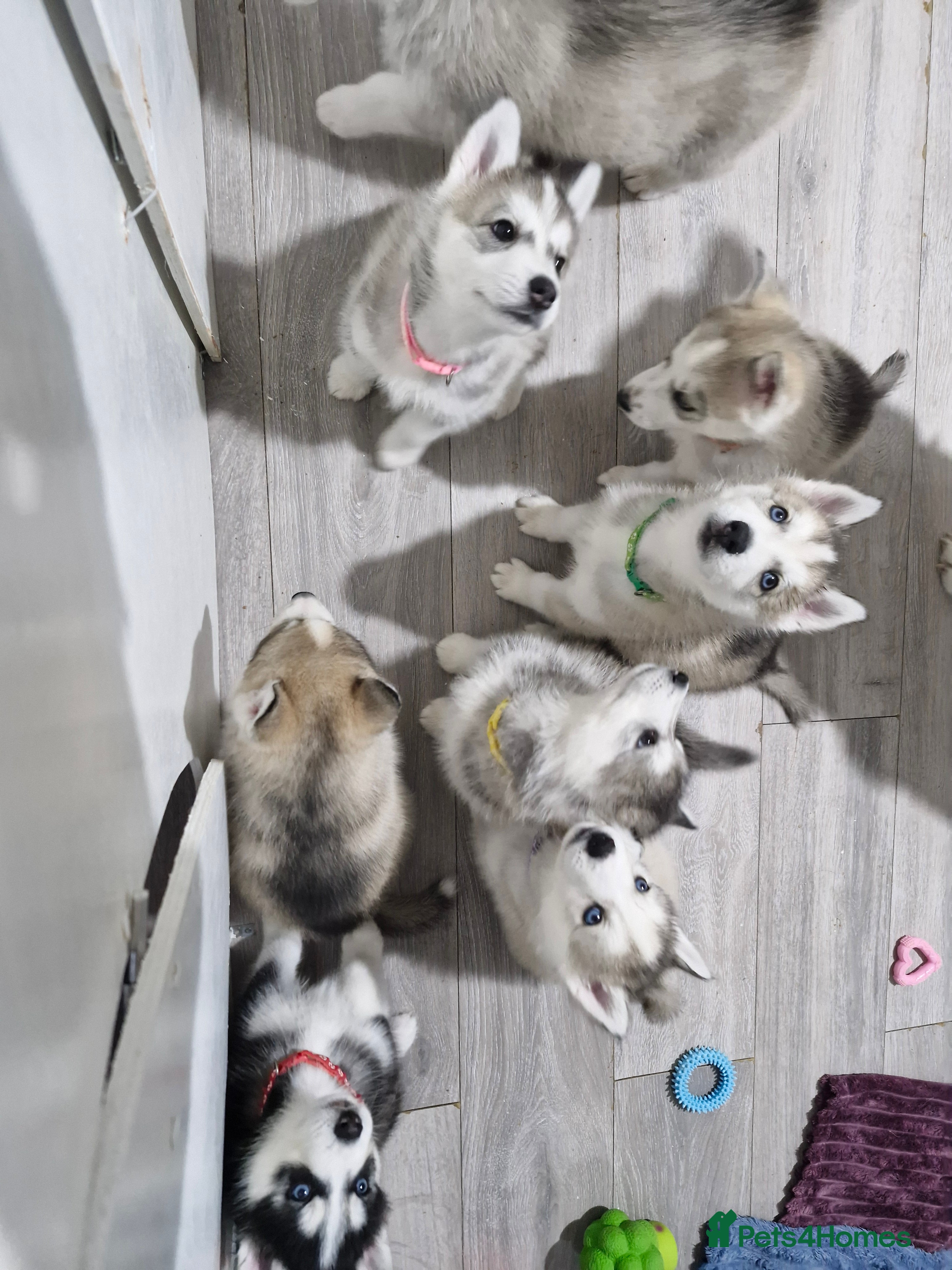 Siberian Husky dogs 4 husky pups left  - Advert 1