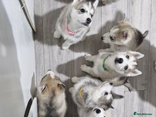 Siberian Husky dogs 4 husky pups left - Advert 1