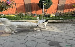 Mixed Breed dogs for adoption: Meet HANNAHH - a Lovely Girl for a Loving Home - Advert 21