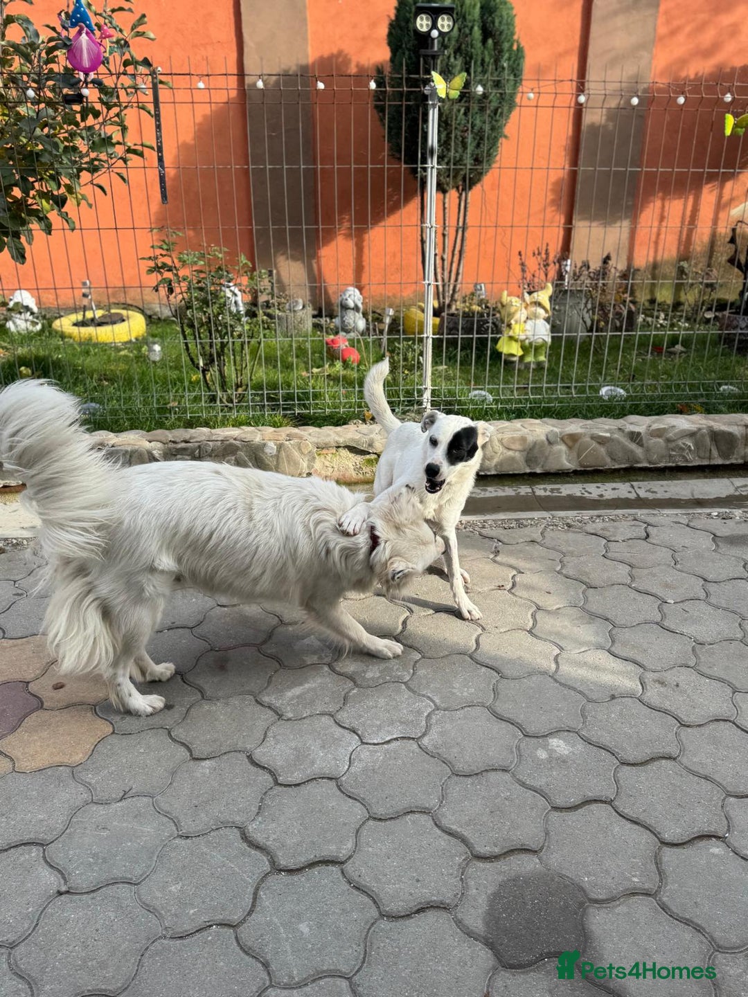 Mixed Breed dogs for adoption: Meet HANNAHH - a Lovely Girl for a Loving Home - Advert 21