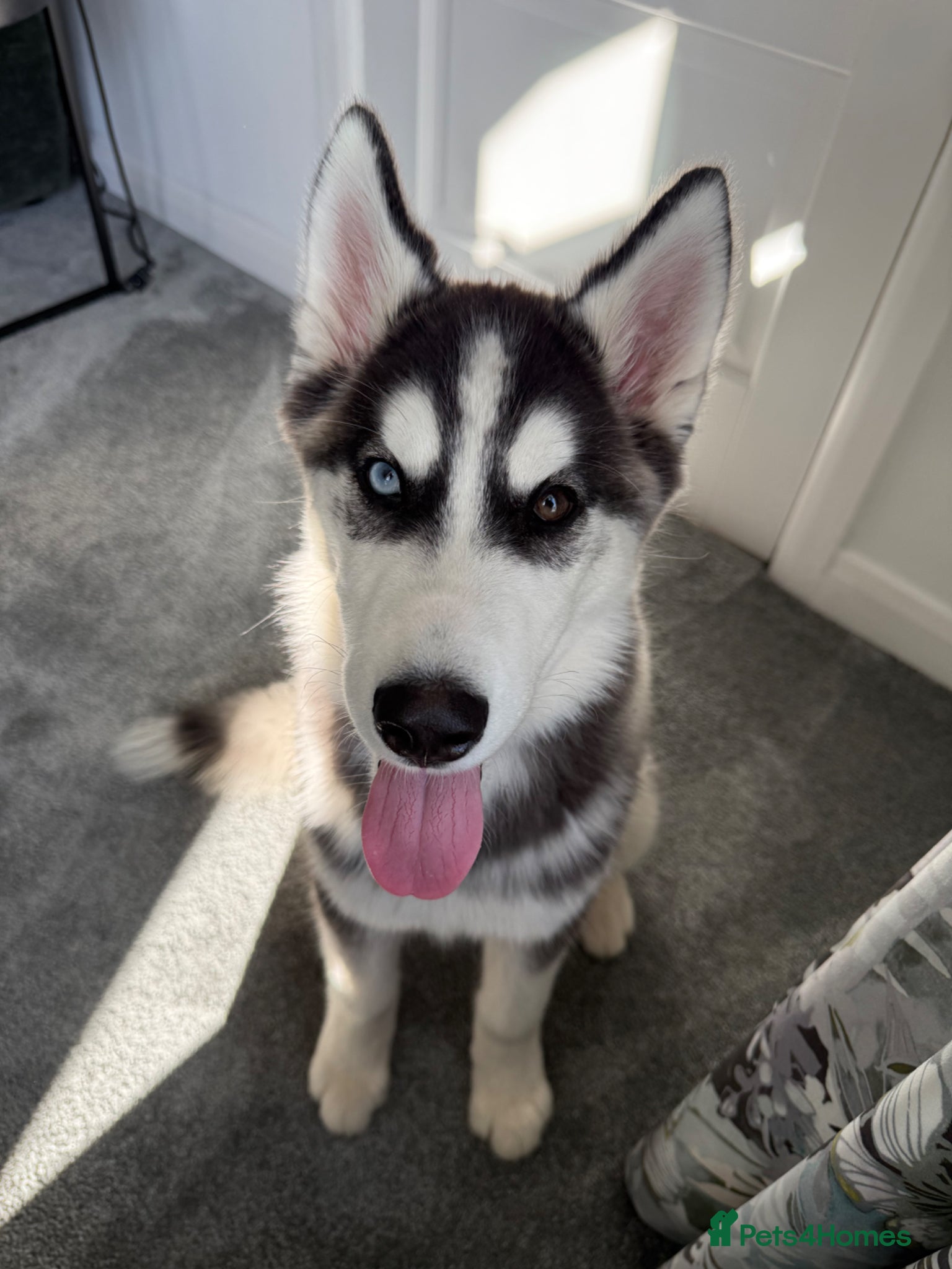 Siberian Husky dogs Bi-eyed male Siberian husky - Advert 3