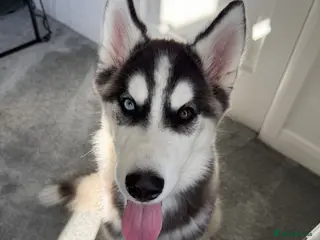 Siberian Husky dogs Bi-eyed male Siberian husky - Advert 3