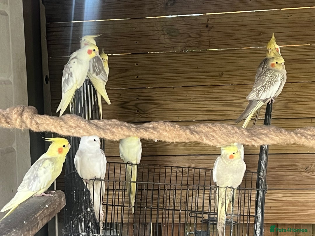 Cockatiels birds for sale: Selling all my cockatiels. All 11 for sale  - Advert 2