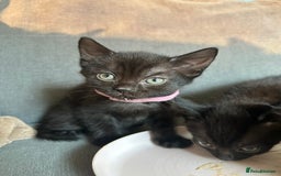 Domestic Shorthair cats for sale: Beautiful black kittens.  - Image 6