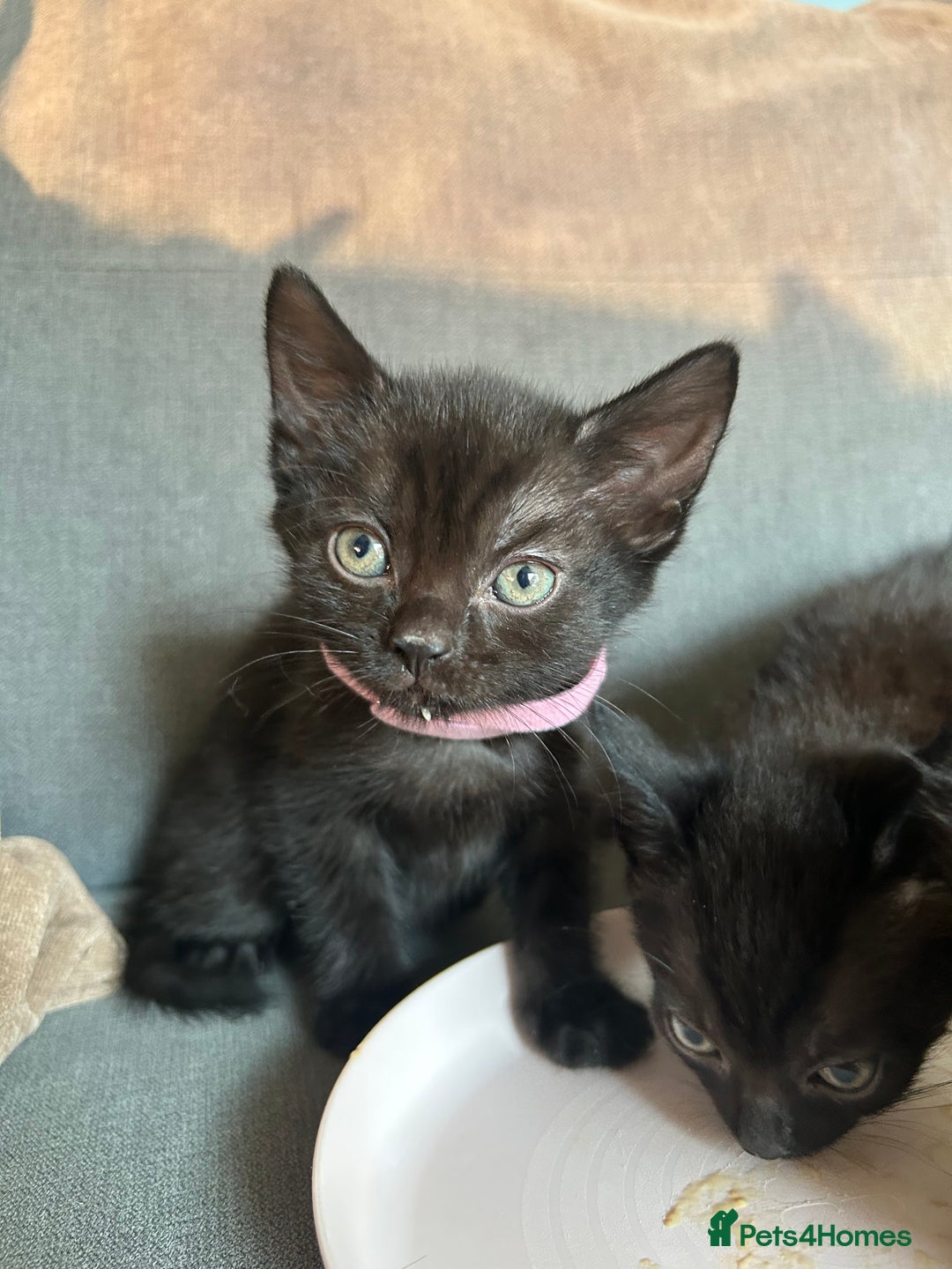 Domestic Shorthair cats for sale: Beautiful black kittens.  - Image 6