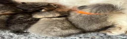 Siberian cats for sale: Really pretty Pedigree Siberian kittens in Droitwich - Advert 14
