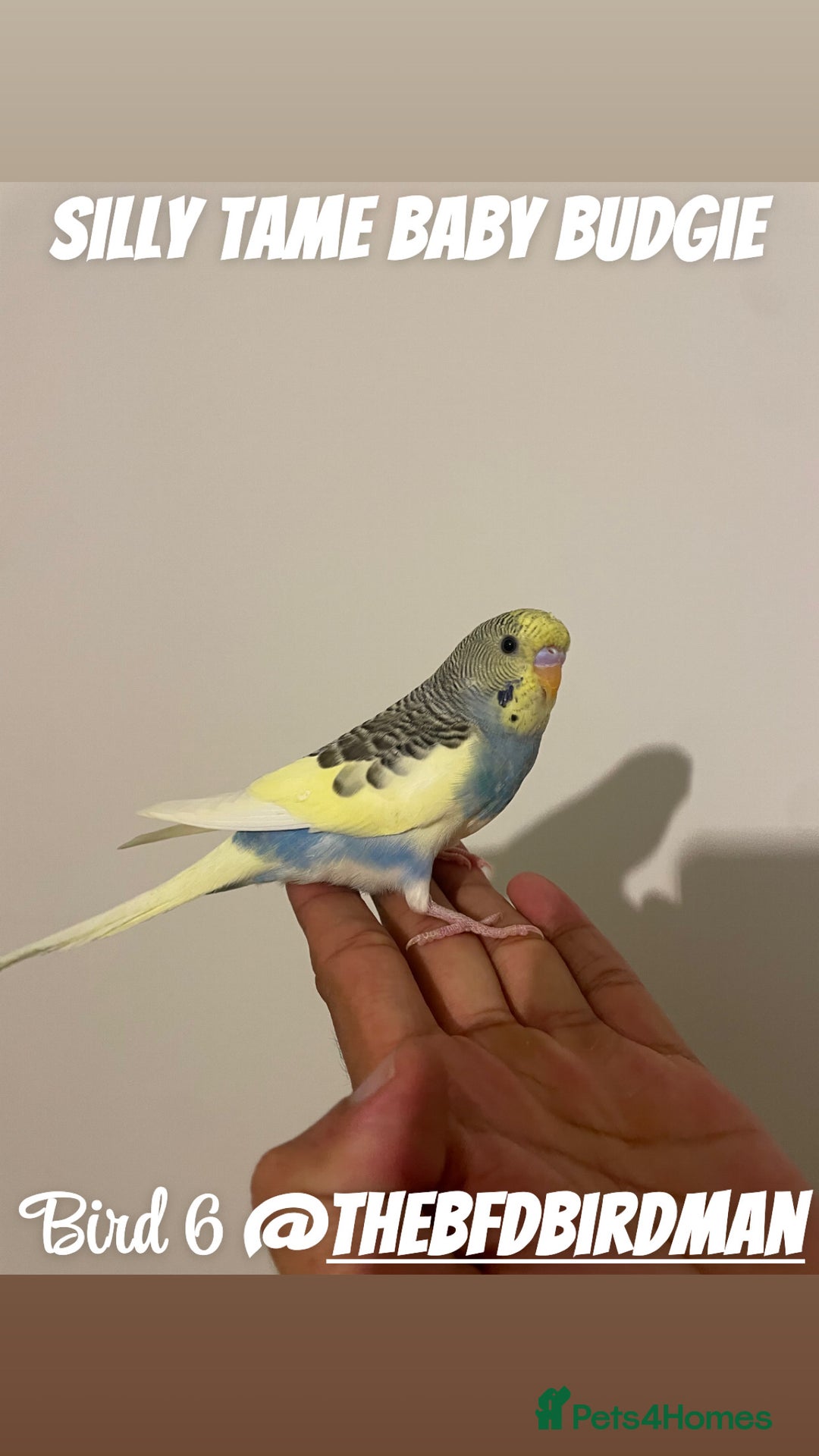 Budgerigars birds for sale: 100% SILLY TAME BABY BUDGIES - Image 6