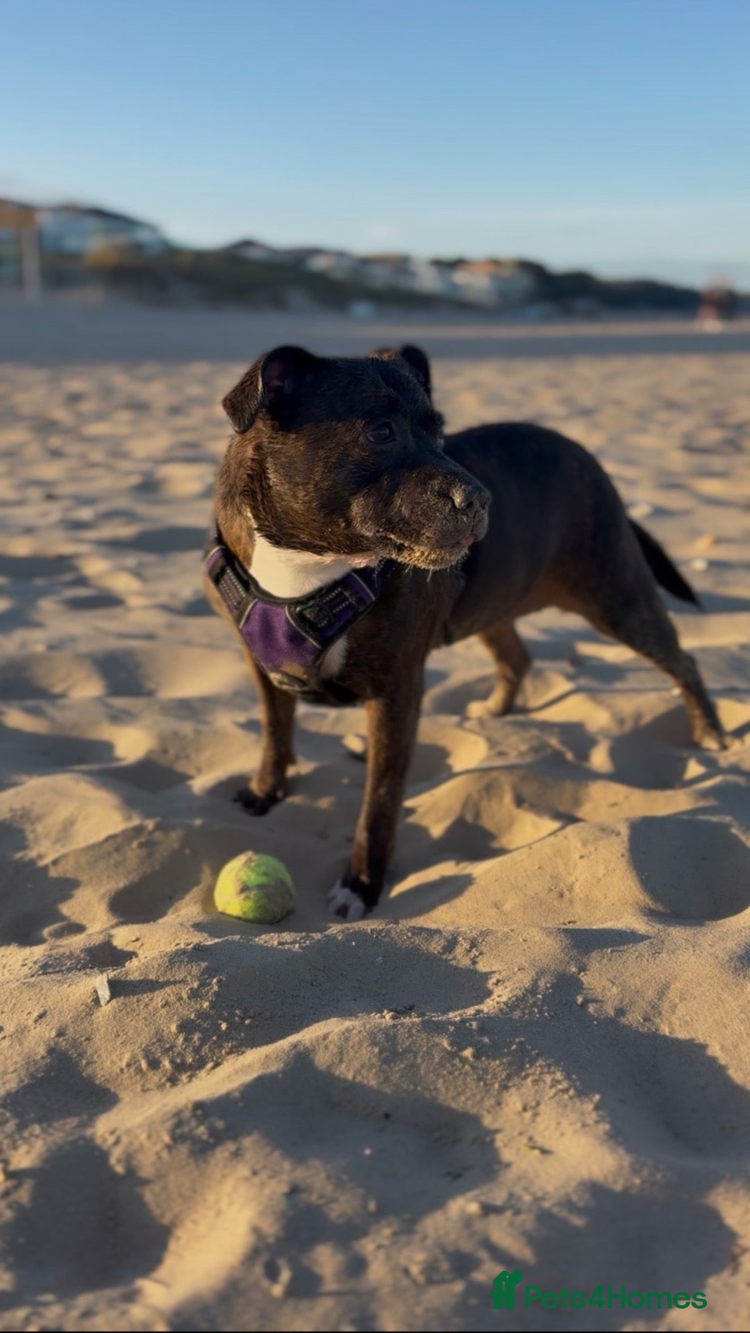 Staffordshire Bull Terrier dogs Nancy - Advert 3