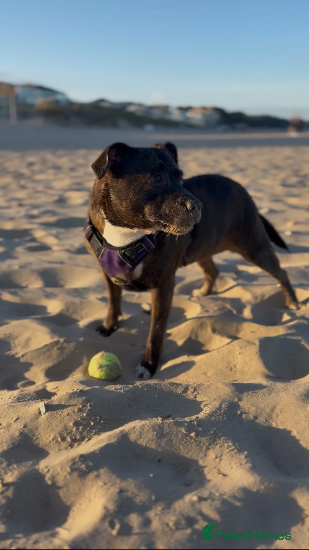Staffordshire Bull Terrier dogs for sale: Nancy in Bournemouth - Advert 1