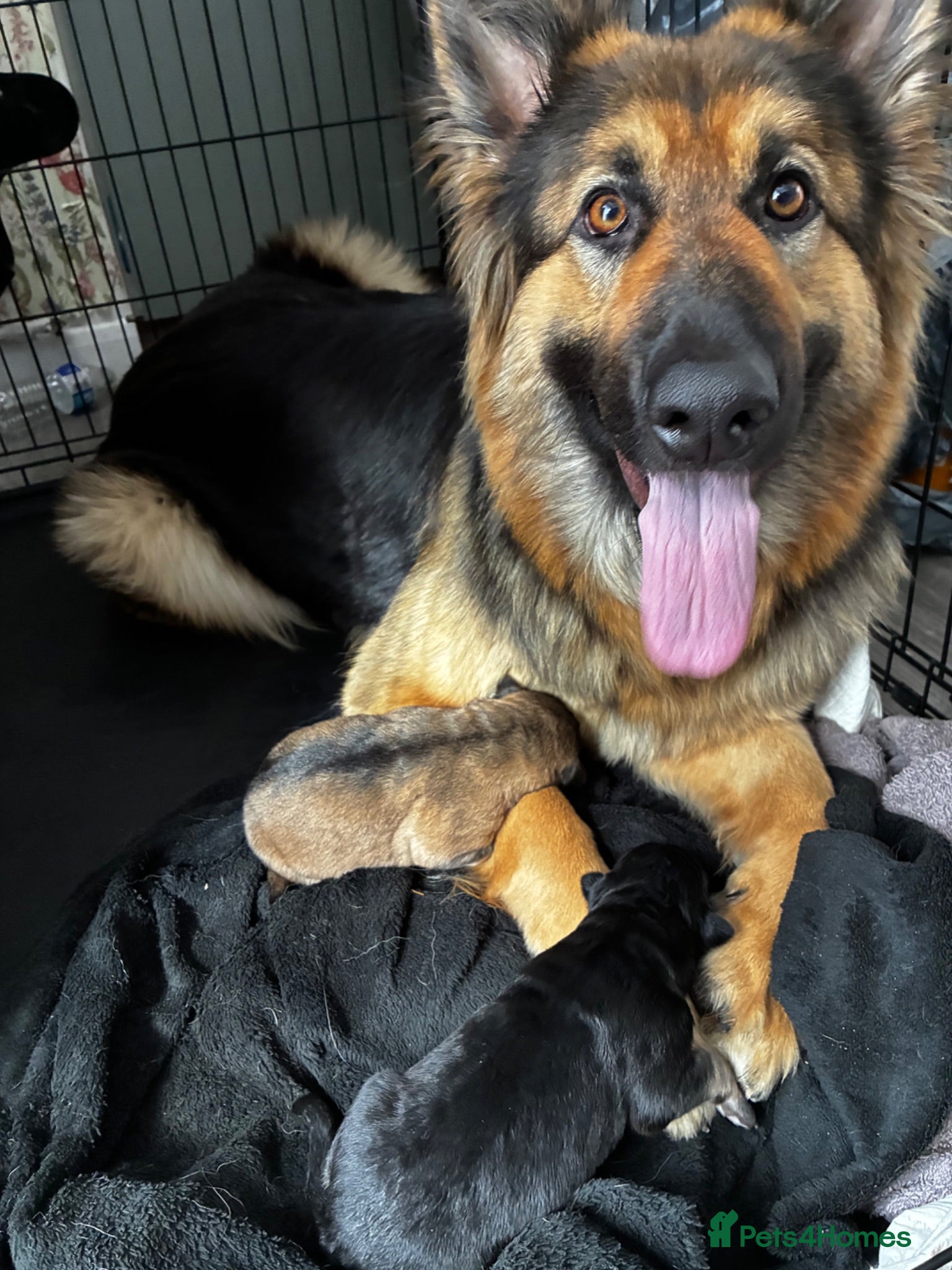 German Shepherd dogs Long haired straight back German shepherd puppies  - Advert 9