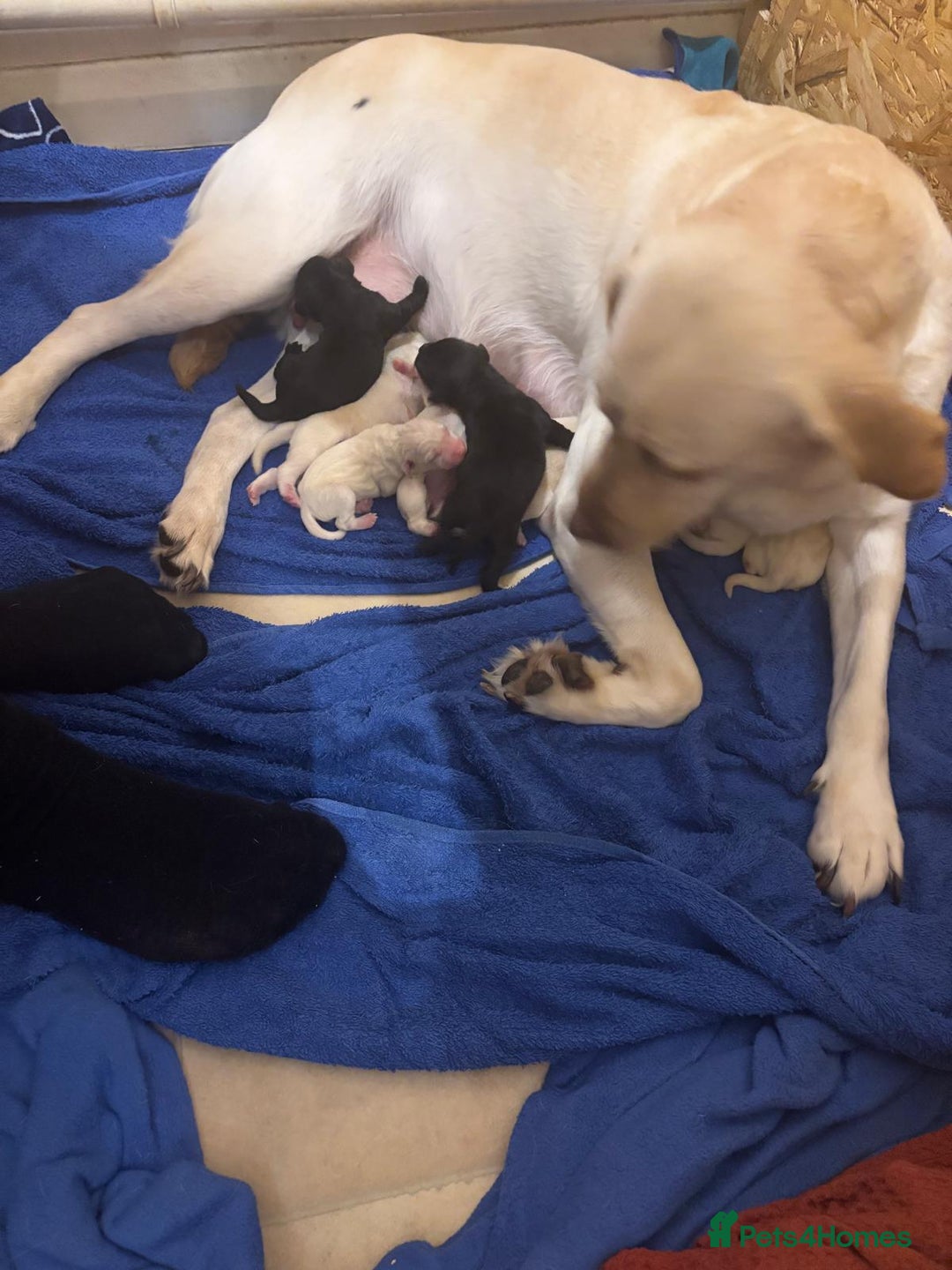 Labrador Retriever dogs for sale: Beautiful chunky labs  - Advert 9