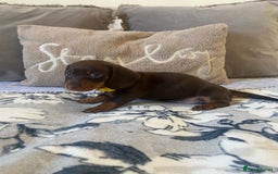 Miniature Dachshund dogs for sale: KC Championship line miniature dachshunds  - Image 26