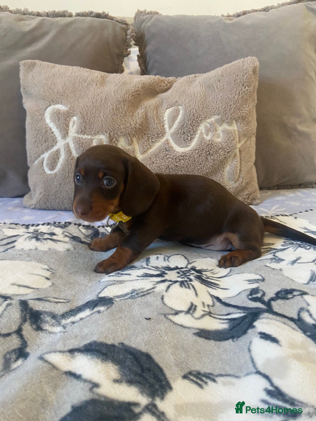 Miniature Dachshund dogs for sale: KC Championship line miniature dachshunds  - Image 26