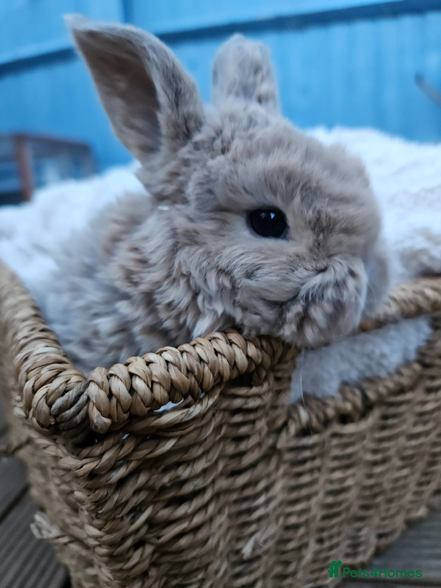 Mini Lop rabbits Mini Plush Lops - Suffolk - Advert 1