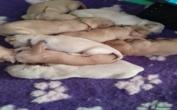 Golden Retriever dogs for sale: Amazing Golden Retrievers for sale  - Image 21