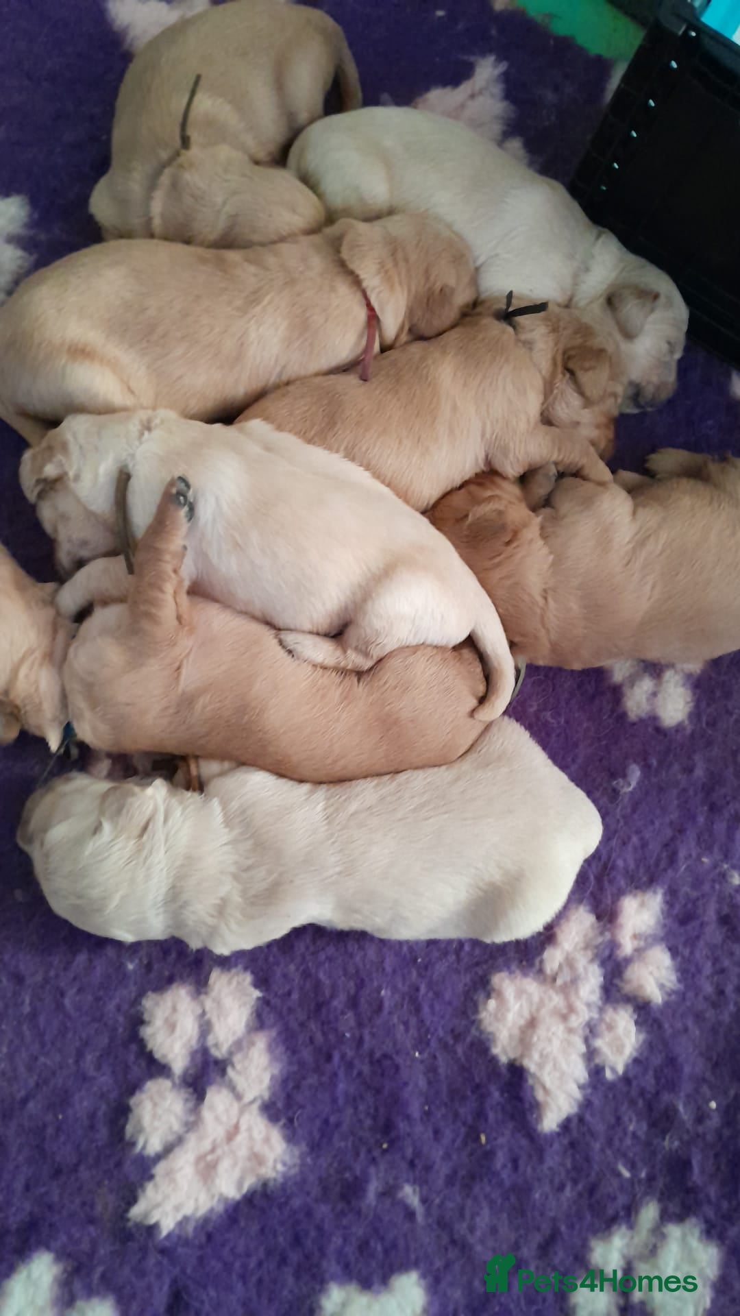 Golden Retriever dogs for sale: Amazing Golden Retrievers for sale  - Image 21