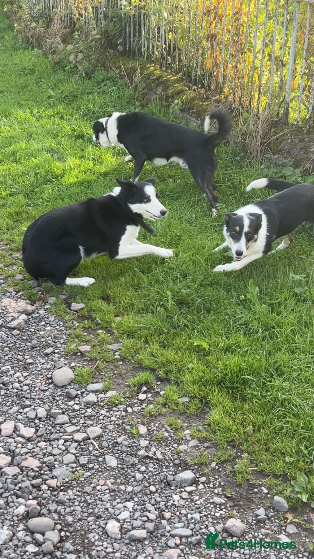 Border Collie dogs for sale: Floss in Brampton - Advert 5