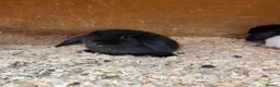 Mini Lop rabbits for sale: Beautiful mini lops ready on 22 nd September  - Advert 2