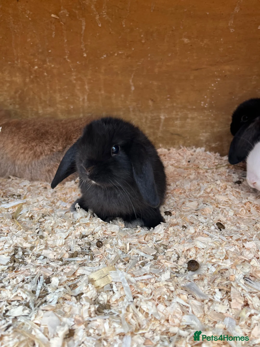 Mini Lop rabbits for sale: Beautiful mini lops ready on 22 nd September  - Advert 2
