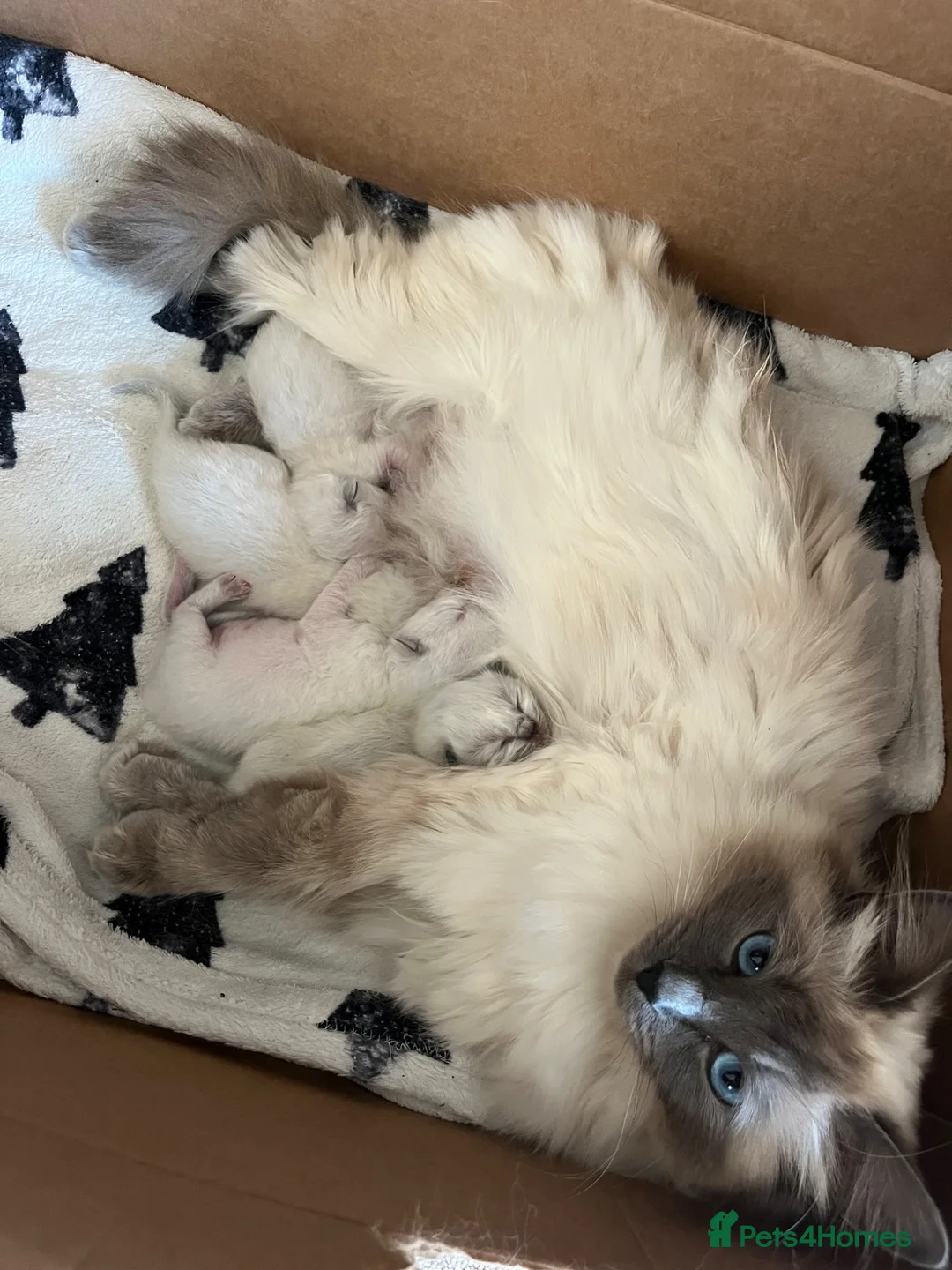 Ragdoll cats for sale: Beautiful kittens for sale  - Advert 2