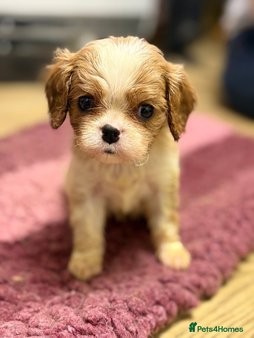 Cavalier King Charles Spaniel dogs for sale: Specialist Health Tested Cavalier King Charles  - Advert 19