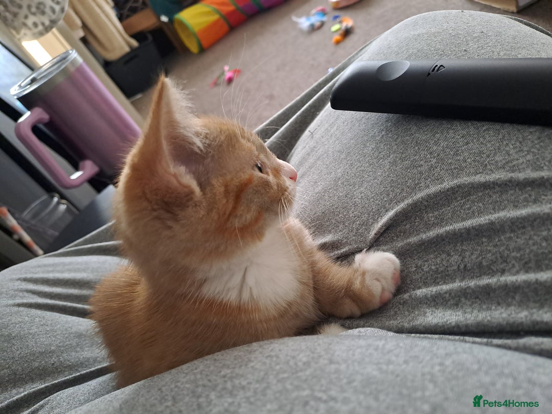 Mixed Breed cats for sale: 3 Stunning female kittens ready for their new home - Advert 12