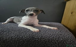 Whippet dogs for sale: ✅️ Ready to leave - KC whippets 🧡 - Image 19
