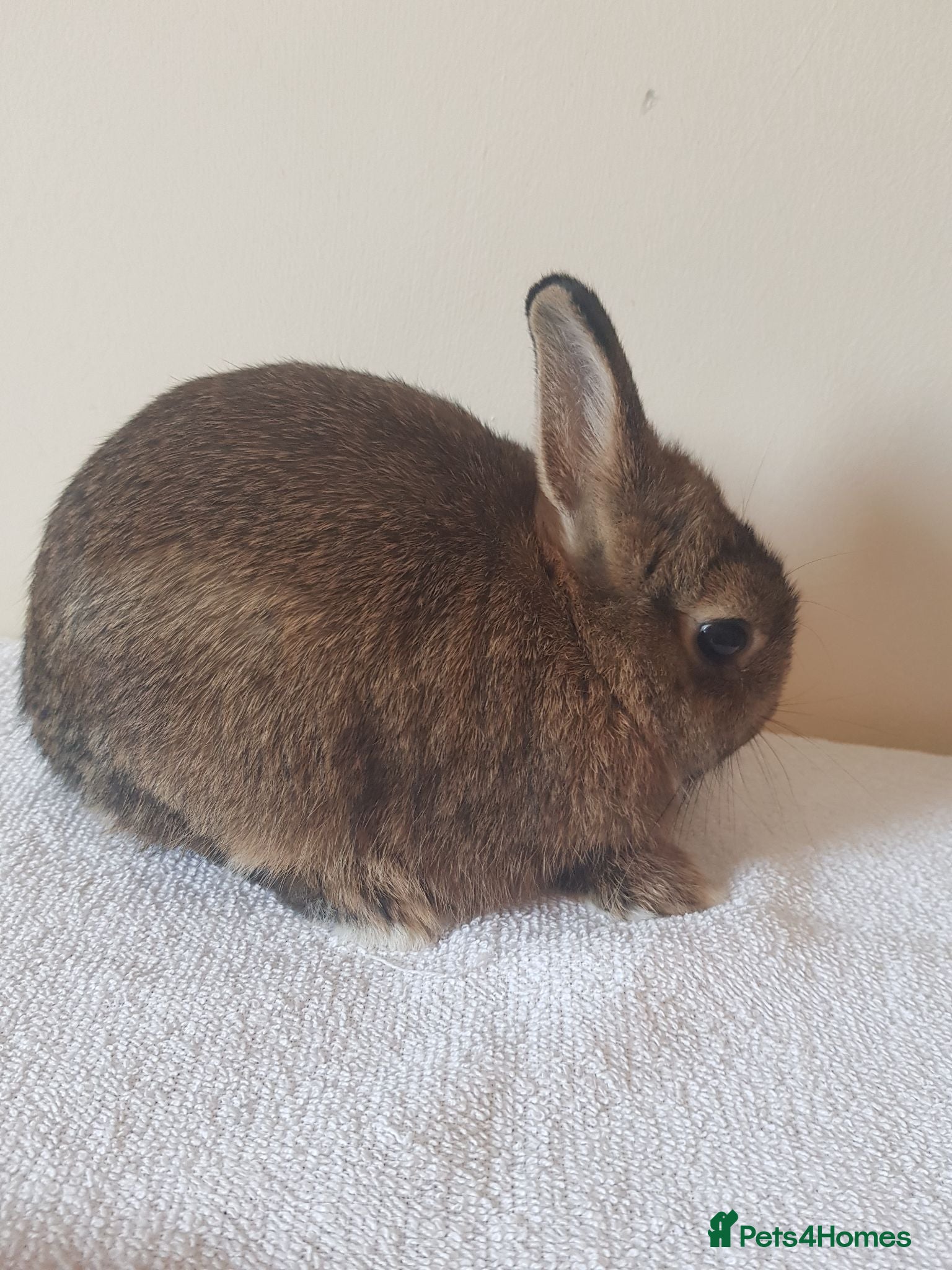 Netherland Dwarf rabbits Baby Netherland Dwarfs - Advert 8