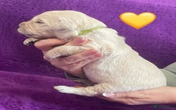 Golden Retriever dogs for sale: KC Reg Cream Boys from health tested parents.  - Image 33