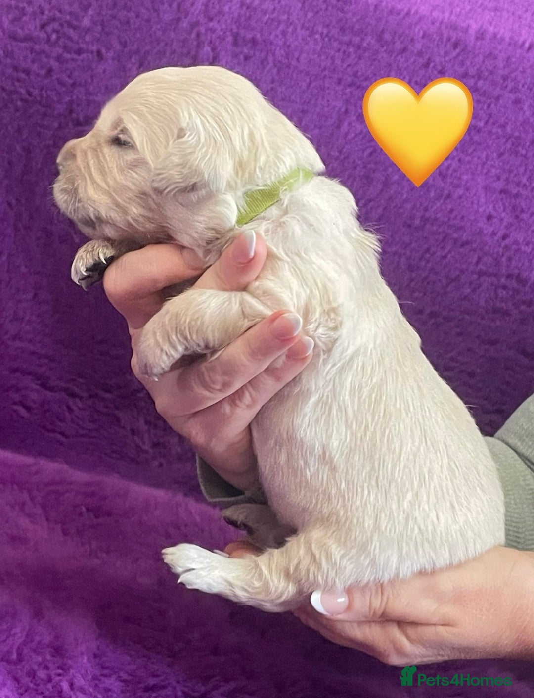 Golden Retriever dogs for sale: KC Reg Cream Boys from health tested parents.  - Image 33