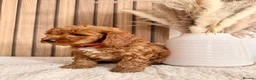 Cockapoo dogs for sale: F1B Red cockapoo puppies  in Bridgend - Advert 7