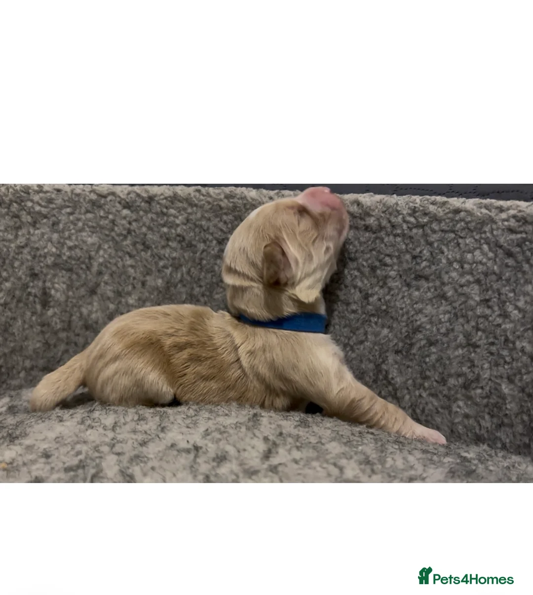 Cocker Spaniel dogs for sale: Working Cocker Spaniel Puppies - Advert 13