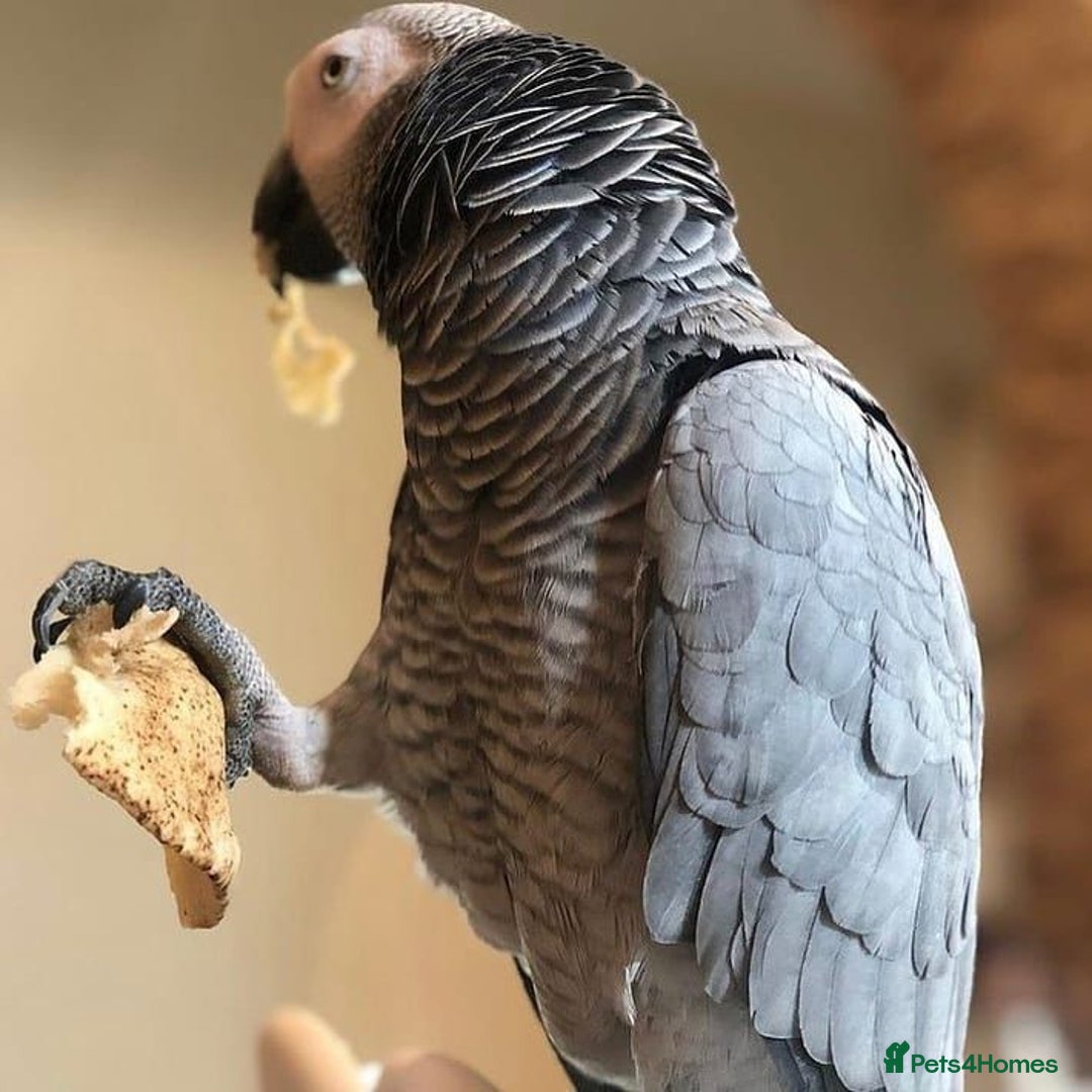 Parrots birds for sale: Brilliant, Talkative and the African Grey Parrot - Image 4