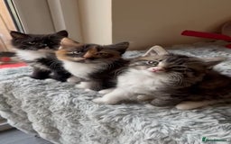 Ragdoll cats for sale: *READY NOW* RAGDOLL CROSS LONG-HAIRED - Image 2