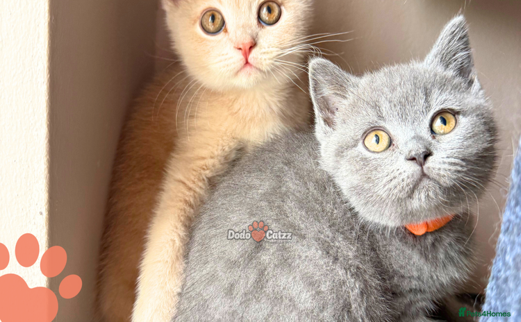 British Shorthair cats - Advert 1