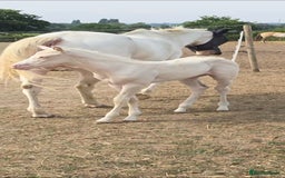 American Quarter horses for sale: Stunning Gold Champagne Filly  - Image 3
