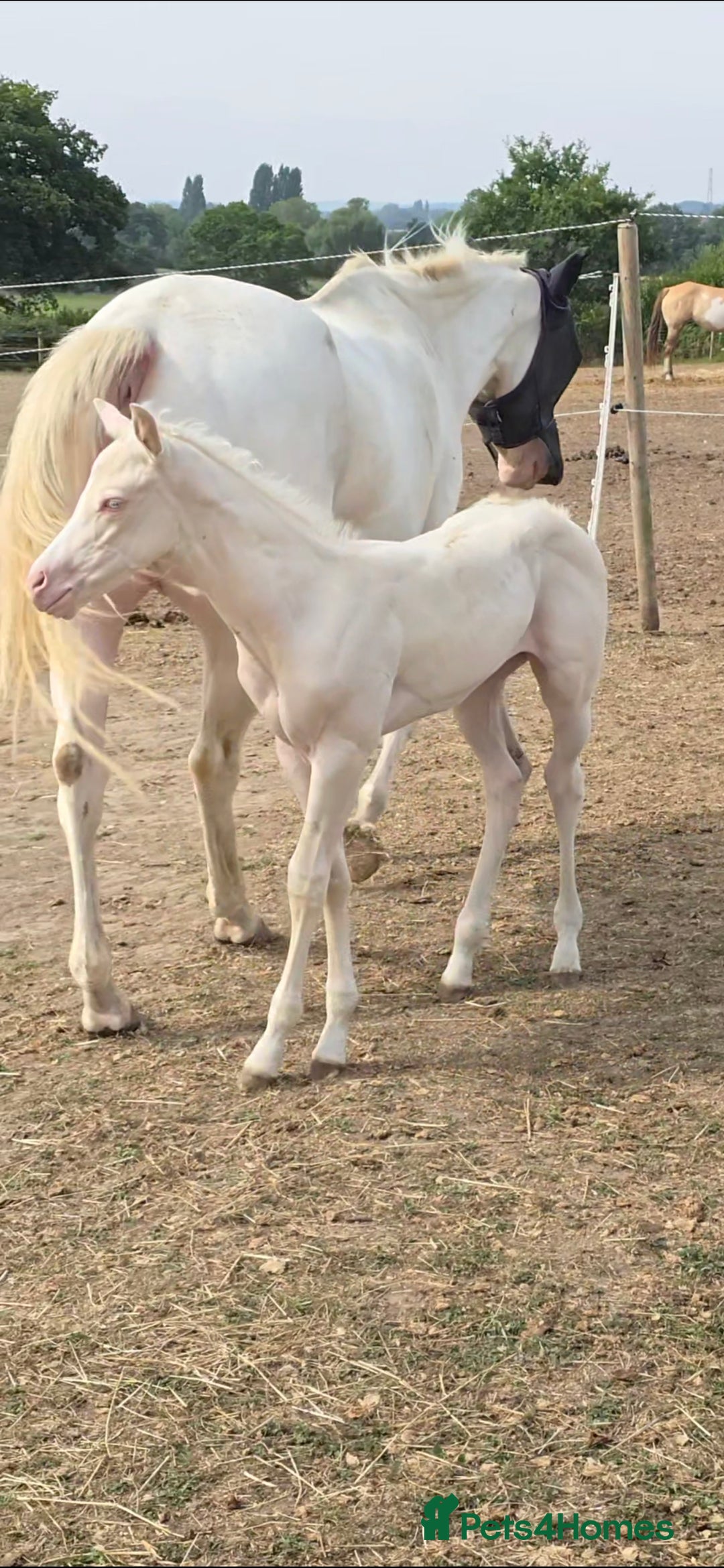 American Quarter horses for sale: Stunning Gold Champagne Filly  - Image 3