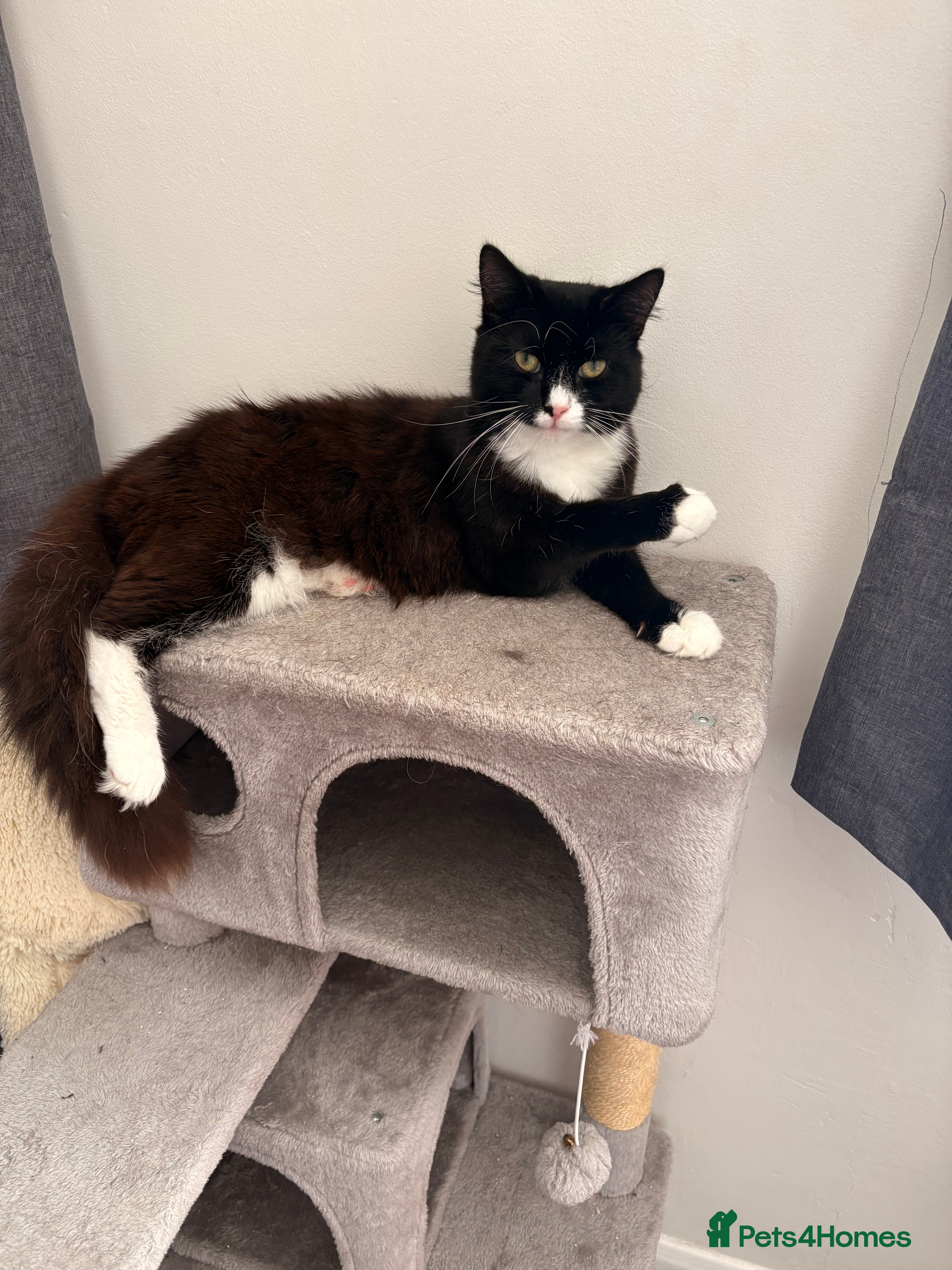 Domestic Shorthair cats One year old boy  - Advert 10