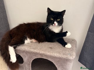 Domestic Shorthair cats One year old boy - Advert 9