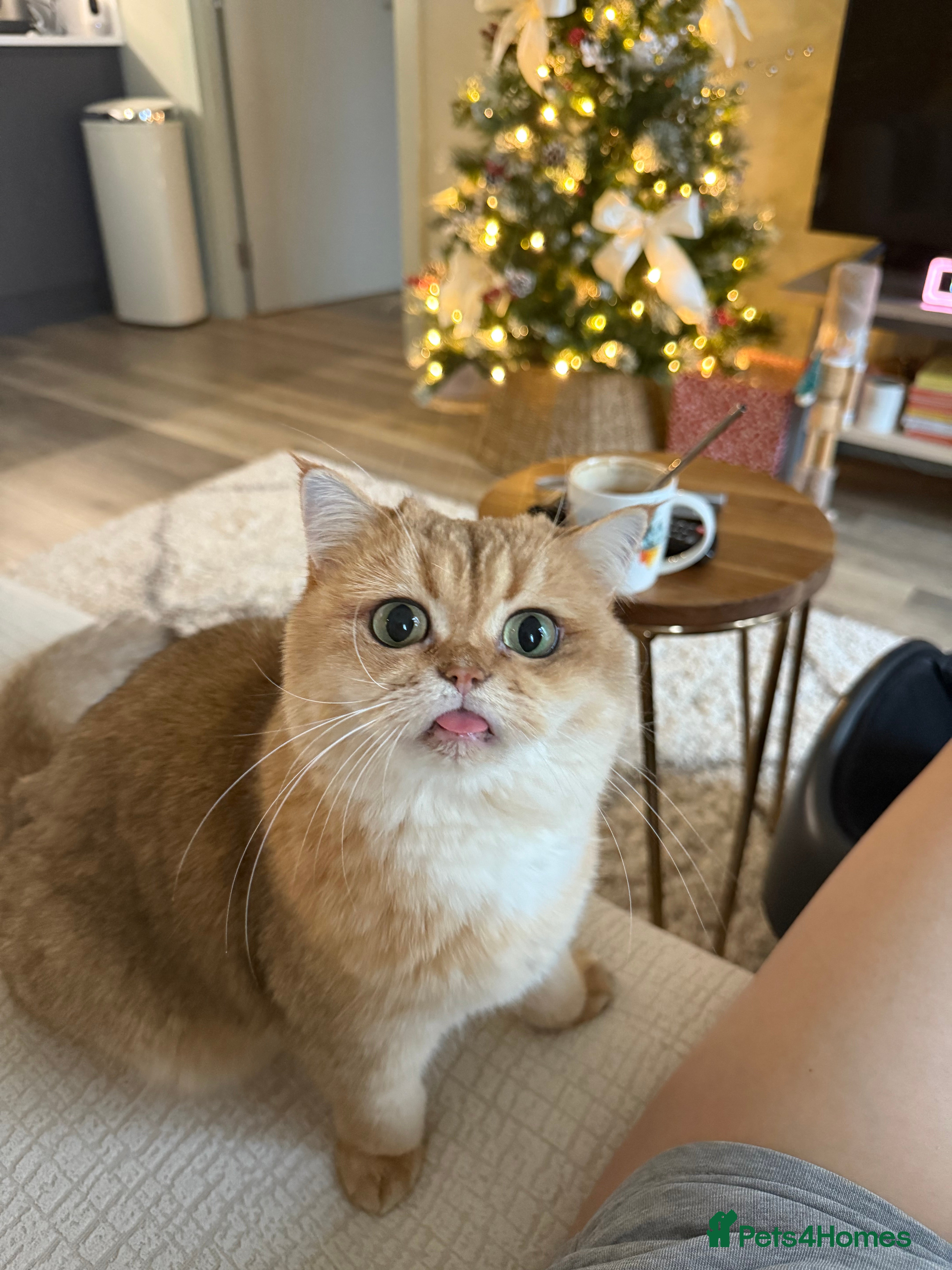 British Shorthair cats Rehome the cutest BSH - Advert 6